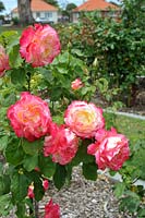 Rosa 'Double delight' rose