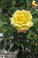 Rosa 'Solitaire' rose