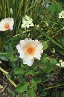 Rosa 'Ellen Willmott' rose
