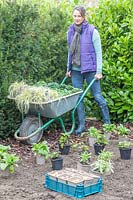 Woman bringing potted plants to plant in a new border