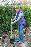 Woman placing a potted Gleditsia in border ready for planting 