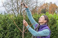 Woman pruning Gelditsia 'Sunburst' with secateurs 