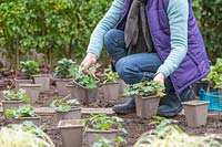 Woman placing potted Geranium plants in a new border ready for planting