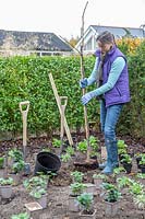 Woman planting a Gelditsia tree in a new border 