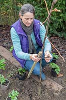 Woman adding a tree tie to a stake supporting a newly-planted Gleditsia tree