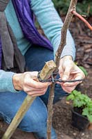 Woman adding a tree tie to a stake supporting a newly-planted Gleditsia tree