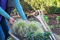Woman removing potted plants from a wheelbarrow, ready to plant in a new border