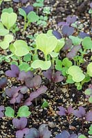 Seedlings of Salad Leaves 'Bright and Spicy' growing in a container 