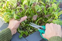Cutting mixed lettuce leaves using scissors, crop growing in a container 