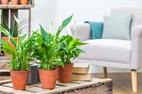 Three pots with Spathiphyllum 'Pearl Cupido' - Peace Lily