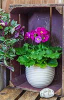 Primula 'Touch Me Mix' in a pot placed in rustic wooden crate