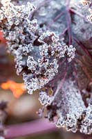 Kale 'Scarlet' with frost in Winter