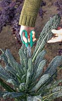 Woman harvesting Kale 'Nero di Toscana' leaves using scissors