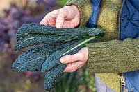 Woman holding newly harvested Kale 'Nero di Toscana' leaves