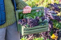 Woman carrying wooden trug with newly harvested Kale 'Nero di Toscana' and 'Scarlet' leaves and Cabbage 'January King'