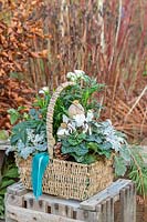 Square basket planted with Cyclamen, Senecio and decorated with velvet ribbon, poppy seedheads and twigs