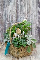 Basket planted with Cyclamen, Senecio and other foliage and decorated with velvet ribbon, poppy seedheads and twigs