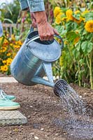 Watering newly sown seeds with a watering can fitted with a rose