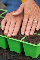 Using finger tips to firm compost over newly sown seeds in modular seed trays