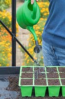 Watering modular seed tray of newly sown seeds with a watering can fitted with a rose
