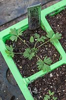 Overhead view of Consolida regalis - Larkspur - seedlings in a modular seed tray with label