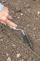 Using a hand trowel to create a drill for sowing seeds using a garden line as a guide 