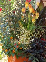 Orange pot with Abelia x grandiflora 'Kaleidoscope', Kniphofia 'Mango Popsicle', Lantana 'Lucky Red Flame'