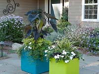 A pair of cubic containers in turquoise and lime green planted with foliage and flowers in black, lime and white, in patio setting 