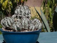 Cobalt blue pot planted with blue-grey cactus
