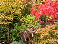 Shrub border with some trees, plants include: Acer palmatum - Japanese Maple, Berberis thungbergii, Hydrangea macrophylla and Stewartia chinensis