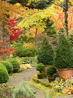 Buxus - Box - topiary, in terracotta pots and adjacent to paved path in country garden setting, Acer palmatum - Japanese Maple and shade loving plants beyond 