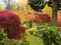 Mature, densely-planted garden with Acer palmatum - Japanese Maple, conifers and shade-loving plants. View along curved grassy path