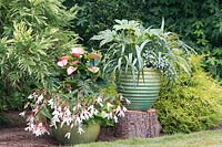 Two large green containers in garden setting planted with shade-loving foliage and flowers in shades of green and white with salmon-pink. Plants include: Anthurium, Begonia, Fatsia and Astelia lobelia