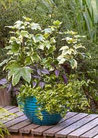 Turquoise container in garden setting planted with three variegated shrubs and annuals in shades of green, cream and purple. Plants: Abelia, Strobilanthes, Fatshedera lizei 'Angyo Star'