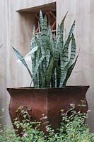 Tall, weathered metal planter with Sanseveria trifasciata, set against pale stucco wall