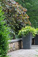 A tall charcoal vessel is planted with shade-loving Nephrolepis exaltata 'Bostoniensis'. The heart-shaped foliage of  Cercis canadensis 'Forest Pansy' adds contrast in colour and texture.