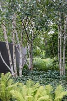 A contemporary and monochromatic planting of shade loving ferns and variegated hostas beneath a cluster of Betula utilus var. jacquemontii. A charcoal grey stucco wall to one side establishes a boundary.