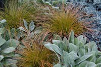 Carex testacea in fall color combined with Stachys byzantina 'Helene von Stein' and Juniperus squamata 'Blue Star' in a deer  resistant, drought tolerant tapestry of foliage