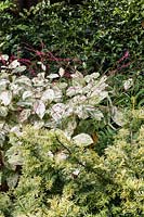 Foliage combination for shade: Persicaria virginiana 'Painter's Palette', Sarcococca ruscifolia, Taxus baccata 'Repandens'