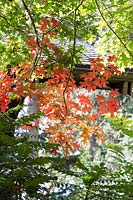 Early autumn colour on Quercus coccinea