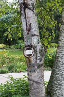 Betula pendula with commemorative plaques depicting some of the events the homeowners have hosted in their garden