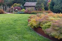 Kaleidoscopic colour in autumn of Amsonia hubrichtii enhanced by rusted metal. Cabin and country border in background