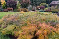 Kaleidoscopic color in autumn of Amsonia hubrichtii. Cabin and country border in background