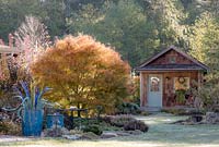 Japanese maple backlit by autumn sun in country garden. Blue glass sculpture in foreground, rustic cabin with blue door in background.