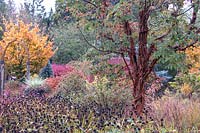Peeling bark of Acer griseum emerging from seedheads of Rudbeckia fulgida var. sullivantii 'Goldsturm' in fall. Golden foliage of Parrotia persica 'Ruby Vase' and blue conifers in background
