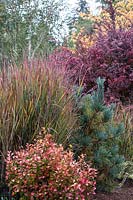 Autumn colors of barberries with ornamental grasses and conifer
