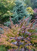Fall color of Callicarpa 'Pearl Glam' against Berberis thunbergii 'Tangelo' with Chamaecyparis pisifera 'Baby Blue' in background