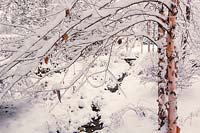 Snow in country garden and on branches of Betula nigra 'Heritage'