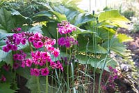Primula japonica - Candelabra Primrose - and Rodgersia podophylla 'Rotlaub'  in a shaded woodland bed