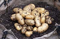 Solanum tuberosum Potato 'Charlotte' freshly harvested from a growing bag